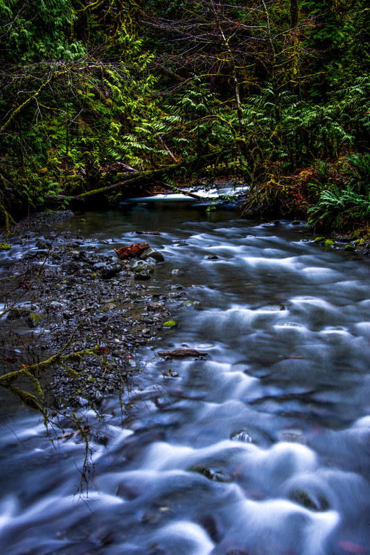 Long-exposure silky rapids winding through a moss and fern-lined Olympic Peninsula creek bed